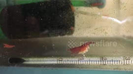 The moment the shrimp lays eggs and puts the eggs under its abdomen for protection