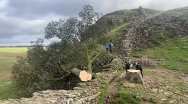 The 300-year-old tree in Northumberland, UK was felled overnight