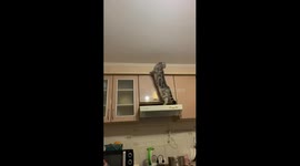 Cat Causes Chaos In Kitchen