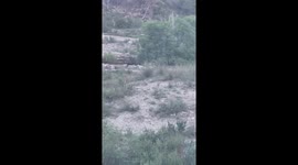 Rescuing A Deer From A Well