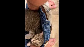 When Your Kitten Doesn't Understand Boundaries