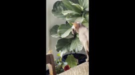 Elegance Isn’t Cabbage’s Forte