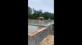 Deer Wants To Be A Construction Worker Too