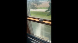 An Alternative to Killing Wasps