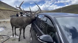 This red deer can’t help licking and fondling tourist's car!