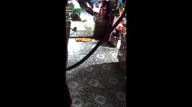 Housewife steps on huge COBRA lurking inside her home