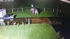 Elephant calf tramples over steel fence in the middle of the night