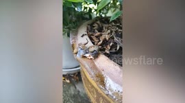 Snails feast on eggshells on mum's potted plants