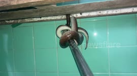 Terrified resident finds snake dangling from bathroom ceiling as he was about to bathe