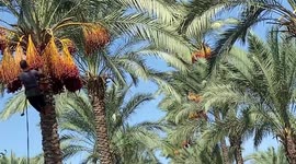 Palestinian farmers harvest dates from a palm tree during harvest season in Deir al-Balah in the central Gaza Strip