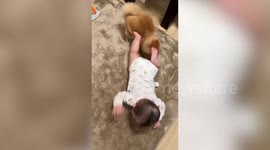 Playful dog rubs face on baby's leg in Japan