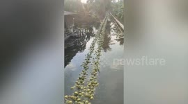 Coconuts float in row in river after harvest