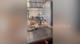 Cat looks to the side to check for people while stealing fried fish