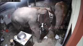 Supersized snack attack! Elephants ransack Chinese home for second time in a few months