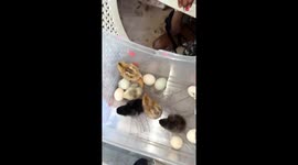 Toddler has a chick in his diaper to keep it protected from the world *Hilarious Video*