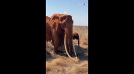 Female elephant shows her stunningly beautiful tusks that are long and iconic