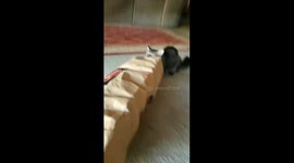 Maine Coon Cat Playfully Pounces At Owner