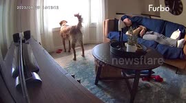 Barking Dog Startles Napper