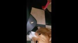 Merlin Tries To Eat A Chip