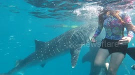 Huge whale shark whips woman with its tail as she poses underwater