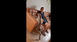 Dog Tries To Find A Comfortable Sleeping Position