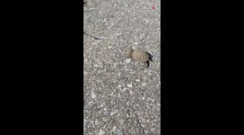 Kindhearted man lends adorable baby turtle a helping hand
