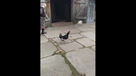 Chihuahua chases chickens in Gomel village