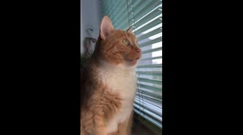 Samuel's unwavering stare: cat's intense gaze at pigeon fails to break