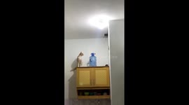 Cat's hilarious encounter with a mouse