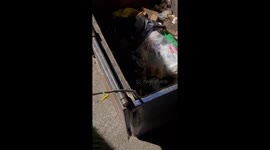 Rescuing Two Raccoons Trapped in a Dumpster