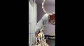 Parrot Left Speechless By Voice Assistant