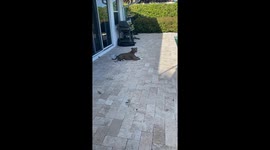 Dog Can't Wait to Go Swimming