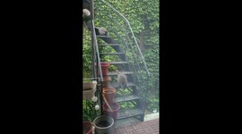 Baby Raccoons Climb Down Stairs