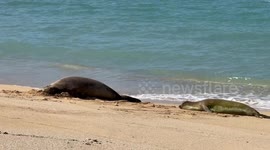 Hawaiian monk seals on the beach in hawaii | almost extinct seal hanging out with tourists at a beach in Waikiki