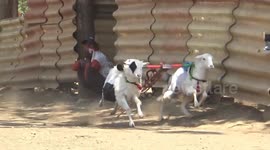 Unique goat racing tradition in Probolinggo, East Java, Indonesia