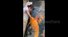 Heartwarming moment as girl feeds and strokes giant pet koi