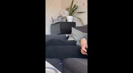 'Do you want some food?' - Always-hungry dog only responds when food is involved