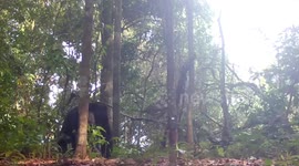 Itchy sun bear uses tree trunk to scratch its back
