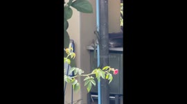 Tokay gecko escapes green snake's bite with help of friend