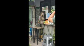 Wild monkey helps itself to snacks inside coffee shop in Thailand