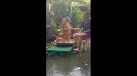 Pet Golden Retriever cools off in water tub with hose splashing his head