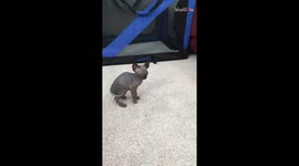 Cute little Sphynx kittens have a fun time playing around with each other *Adorable Video*