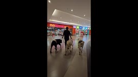 Owner gives his big Alabai dogs desensitisation training by walking them through busy shopping mall