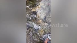 Beach-goer saves puffer fish stuck in shallow rocky shore