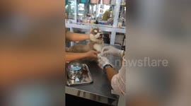 Siberian Husky puppy cries before vet can poke him with needle