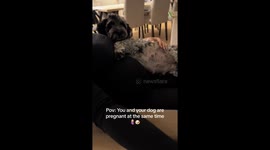 Woman and dog pregnant at same time have joint ultrasounds
