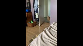 Polite cat knocks before entering room