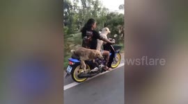 Motorcycle rider has pet dogs on the front and back of bike