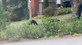 Curious bear cubs invade homeowner's garden and play on trampoline