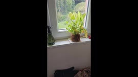 Don't Forget to Water Your Plants and Pup